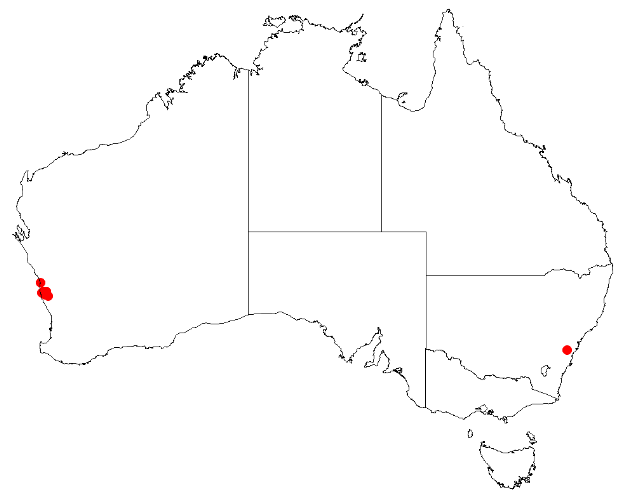 Файл:Hakea neurophylla Distribution Map.png