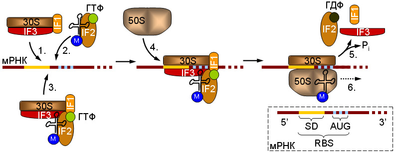 Файл:Initiation translation Procaryotes.jpg