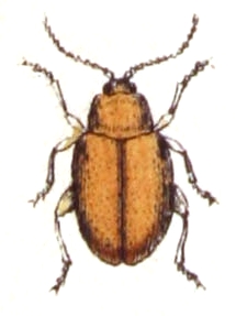 Longitarsus tabidus