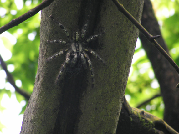 Файл:Poecilotheria regalis 005.jpg