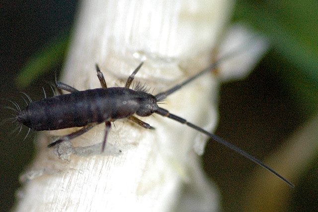 Файл:Pogonognathellus.longicornis.-.lindsey.jpg