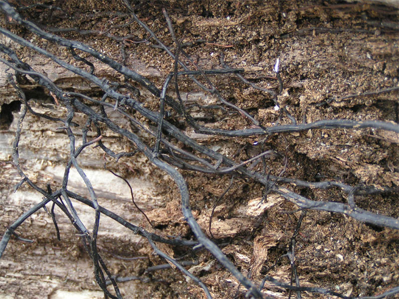 Файл:Rhizomorph Armillaria.jpg