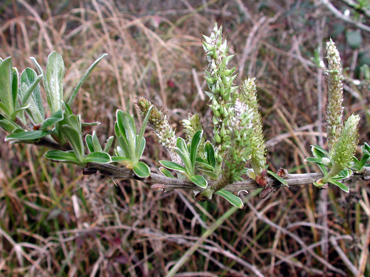 Файл:Salixsitchensis.jpg