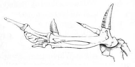 Файл:Wingbones.jpg