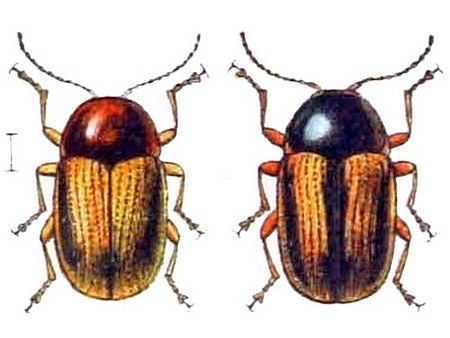 Файл:Cryptocephalus pygmaeus.jpg
