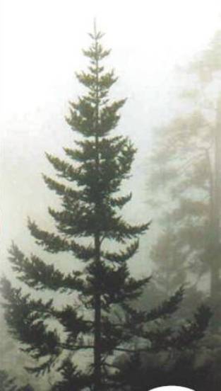 Файл:Pinabete.jpg