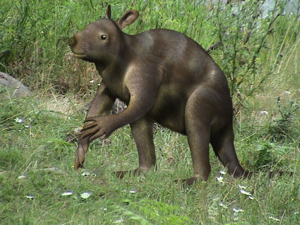 Файл:Propleopus oscillans.jpg