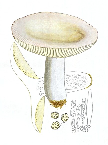 Файл:Russula alutacea Bres.jpg