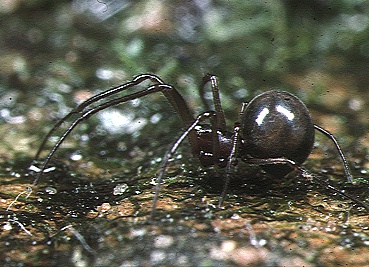 Файл:Conoculus.lyugadinus.female.-.tanikawa.jpg