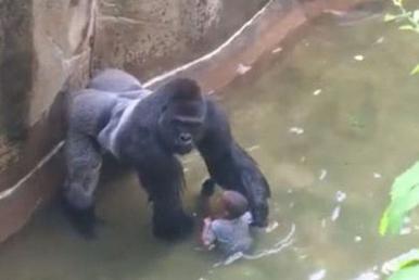 Файл:Harambe with boy.jpg
