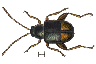 Файл:Longitarsus holsaticus.png