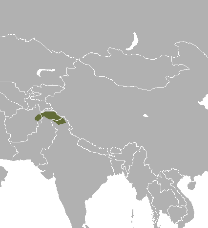Файл:Moschus cupreus.png
