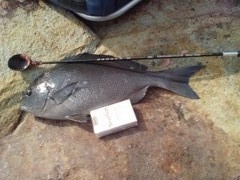 Файл:Onaga.jpg