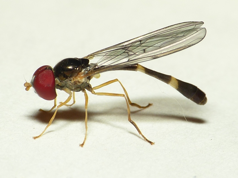 Файл:Baccha elongata.jpg
