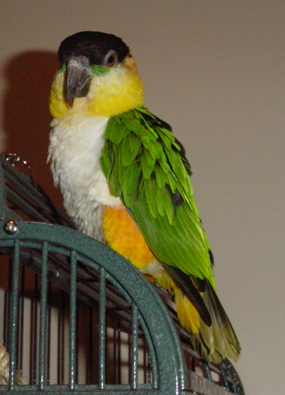 Файл:Blackheadedcaique.jpg