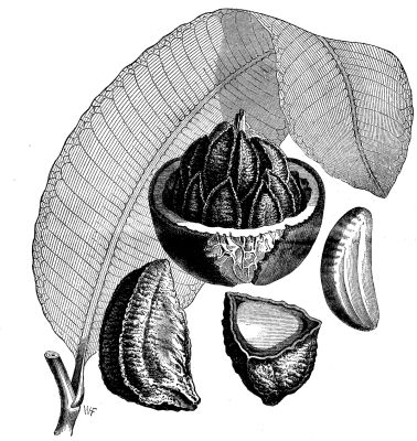 Файл:Brazil Nut - Project Gutenberg eBook 11662.jpg