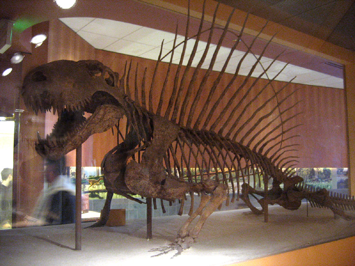 Файл:Dimetrodon.jpg