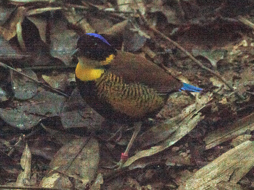 Файл:Gurney's Pitta.jpg