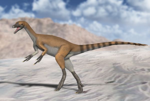Файл:Haplocheirus NT.jpg