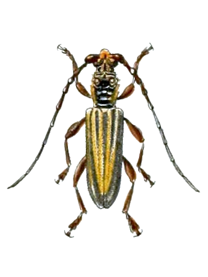 Файл:Imbrius lineatus.png