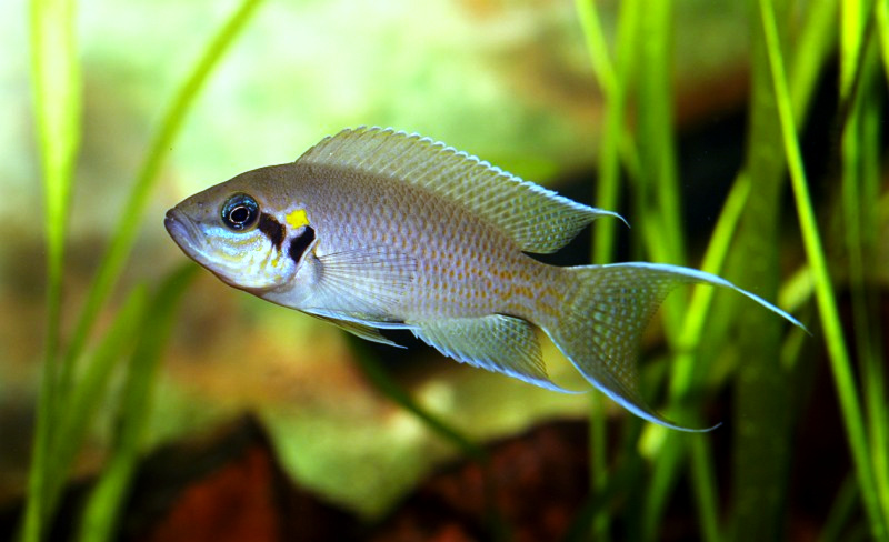 Файл:Neolamprologus brichardi young.jpg