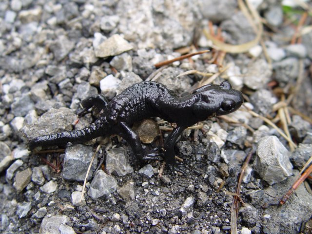 Файл:Salamandra atra.jpg