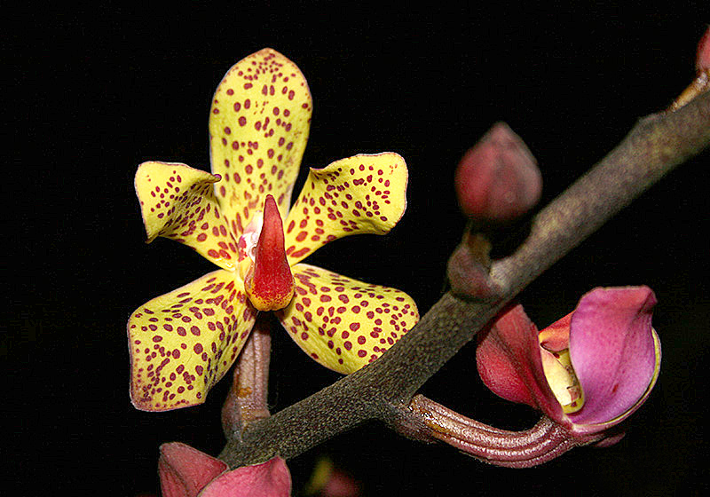 Файл:Vanda-lissochiloides.jpg