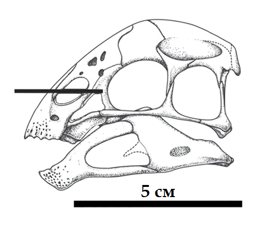 Файл:Yulong skull -ru.png