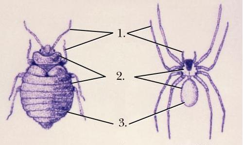 Файл:Arthro characters.jpeg