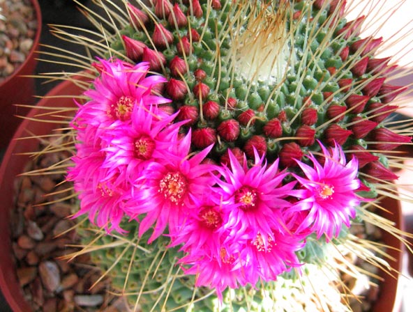 Файл:Cactus in Bloom 01.jpg