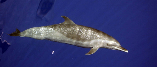 Файл:Spotteddolphin1.jpg