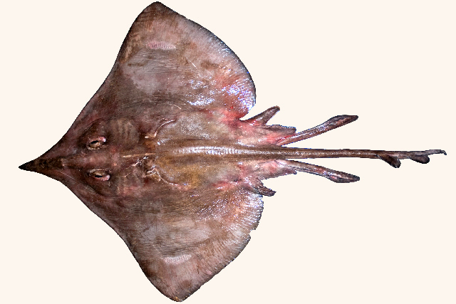 Файл:Dipturus nidarosiensis.jpg