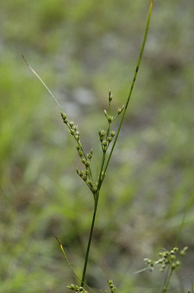 Файл:Juncus.tenuis.jpg