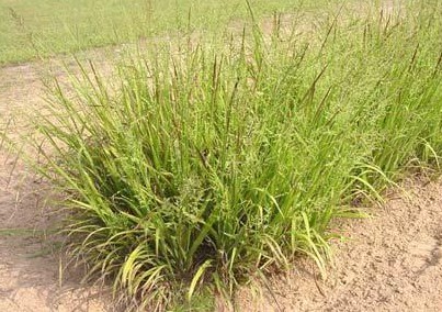 Файл:Panicum anceps.jpg