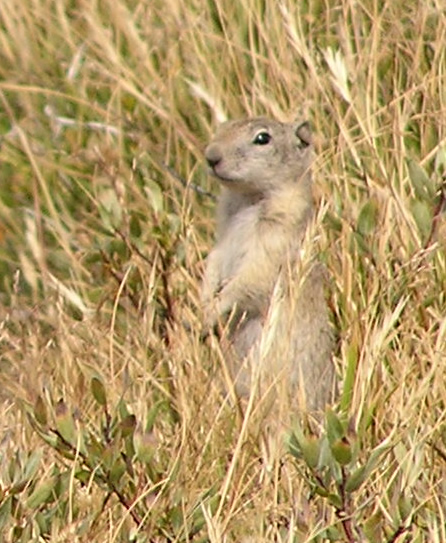 Файл:Spermophilus beldingi.jpg