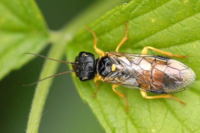 Файл:Pamphilius.hortorum.-.lindsey.jpg