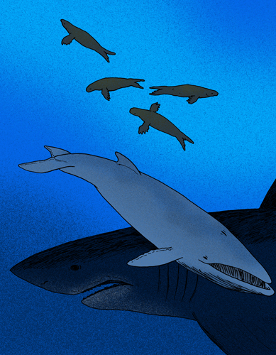 Файл:Balaenoptera bertae.jpg