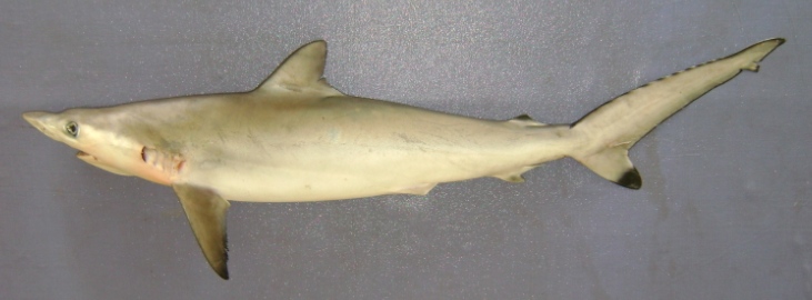 Файл:Carcharhinus sorrah karachi.jpg