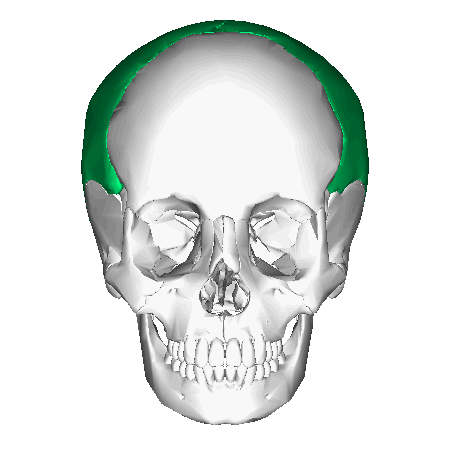 Файл:Parietal bone animation2.gif