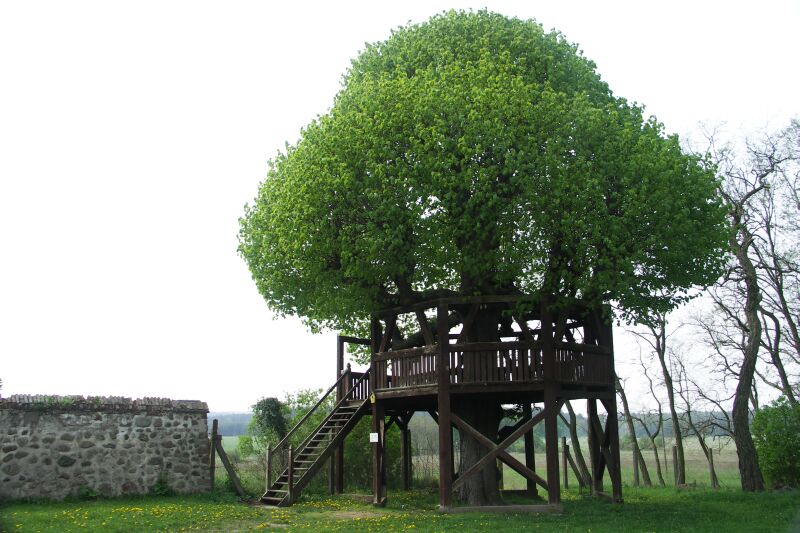 Файл:Tanzlinde.jpg