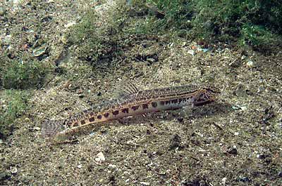 Файл:Cobitis taenia.jpg