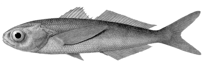Файл:Cubiceps gracilis.jpg