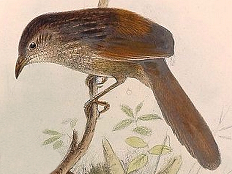 Файл:Dasyornis longirostris.jpg