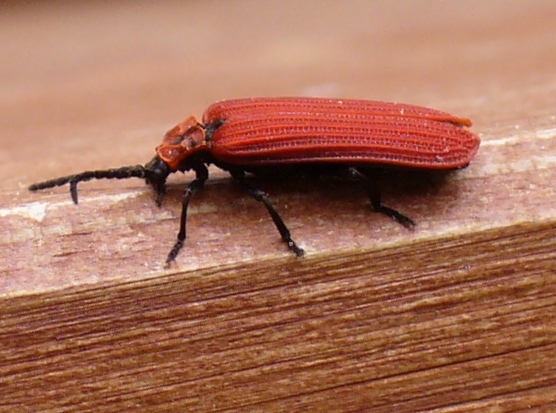 Файл:Dictyopterus4.jpg