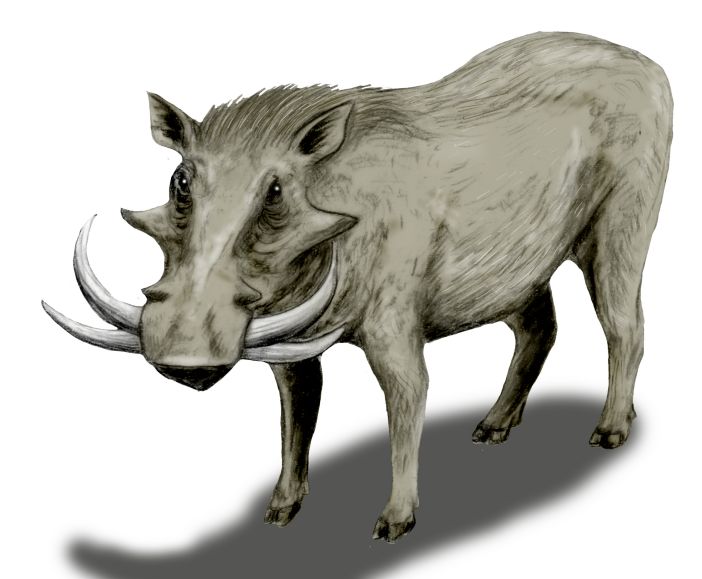 Файл:Metridiochoerus BW.jpg