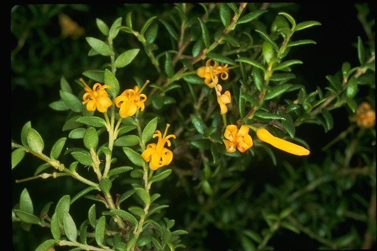 Файл:Persoonia oxycoccoides flowers.jpg