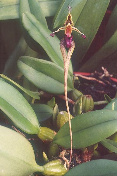 Файл:Bulbophyllum putidum.jpg