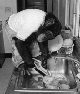 Файл:Nim Chimpsky.jpg