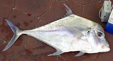 Файл:Diamond trevally 3.jpg