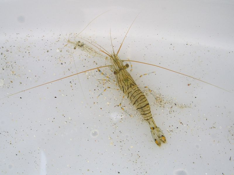 Файл:Isosujiebi070408.jpg